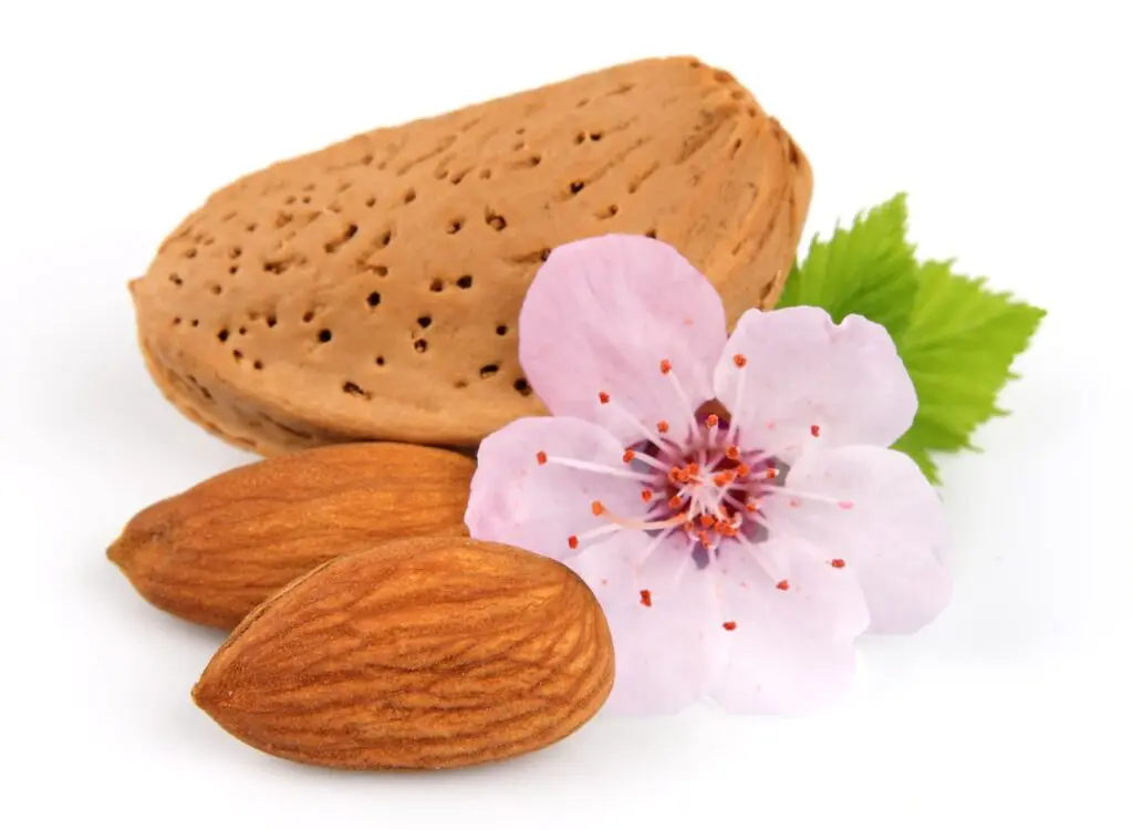 almonds with leaves flowers close up white