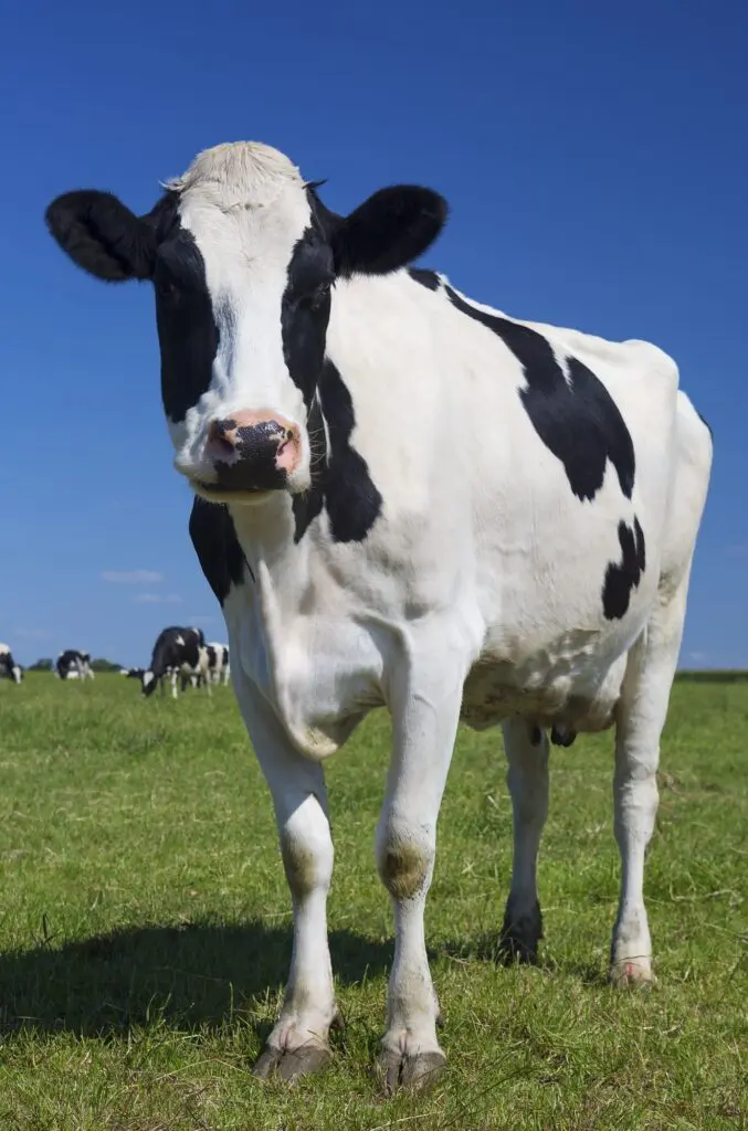 beautiful cow green grass with blue sky