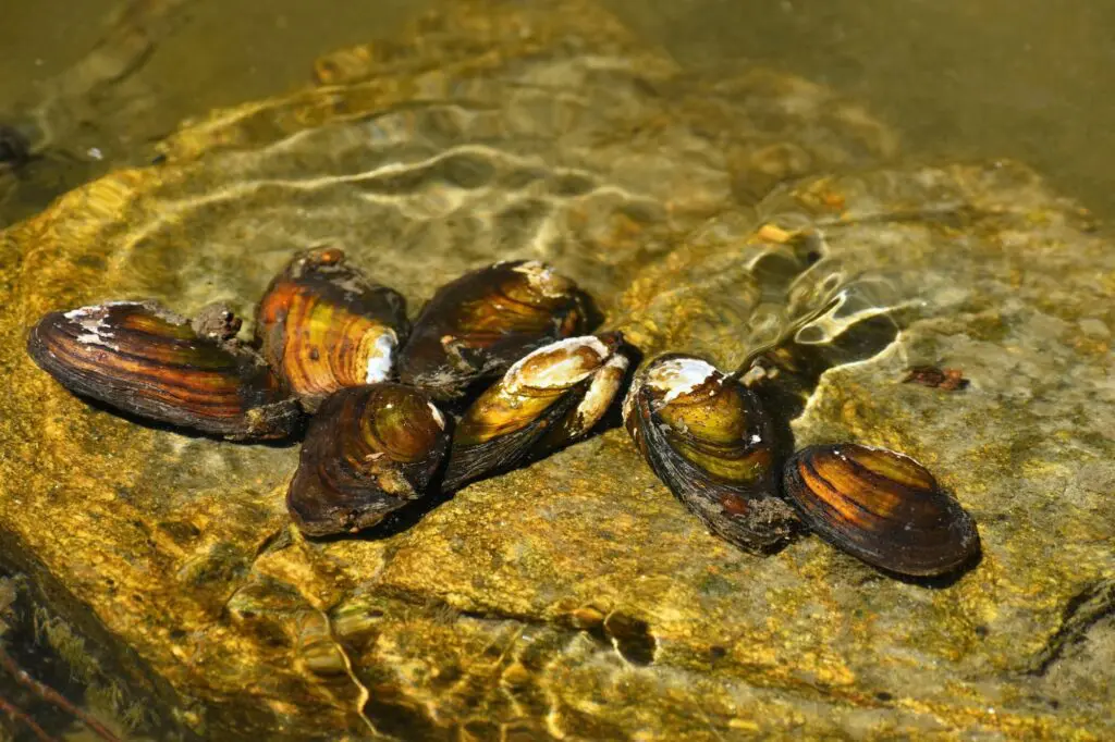 river clams rock clean river anodonta anatina