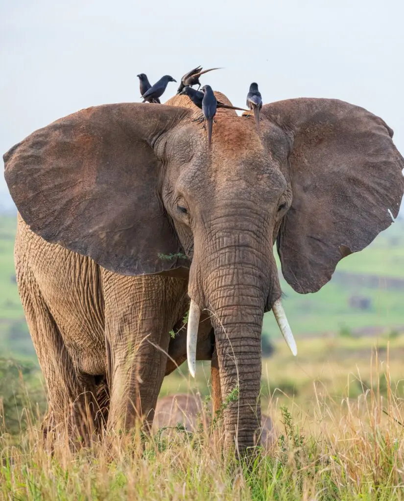 vertical portrait of a cute elephant with birds on 2023 11 27 05 32 58 utc (1)