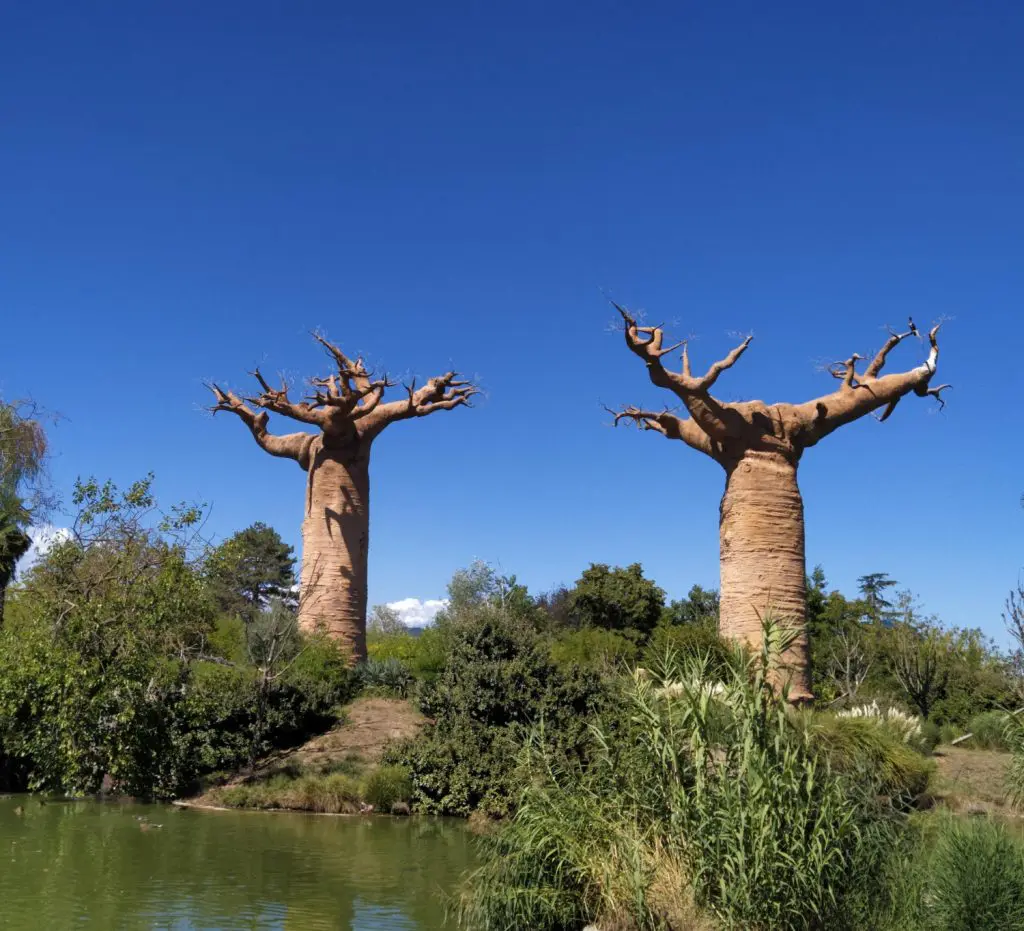 Baobab