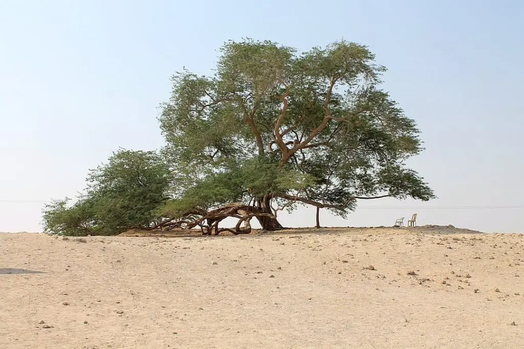 1080px tree of life bahrain (1)