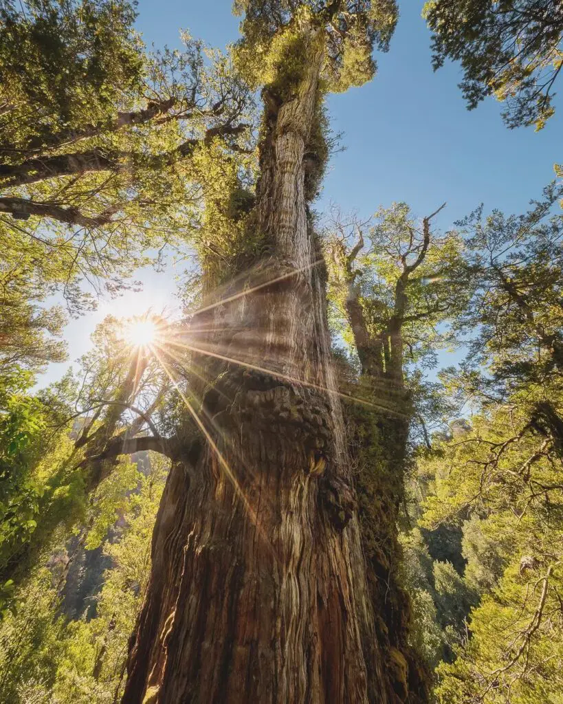 abuelo alerce milenario en parque nacional alerce costero 2
