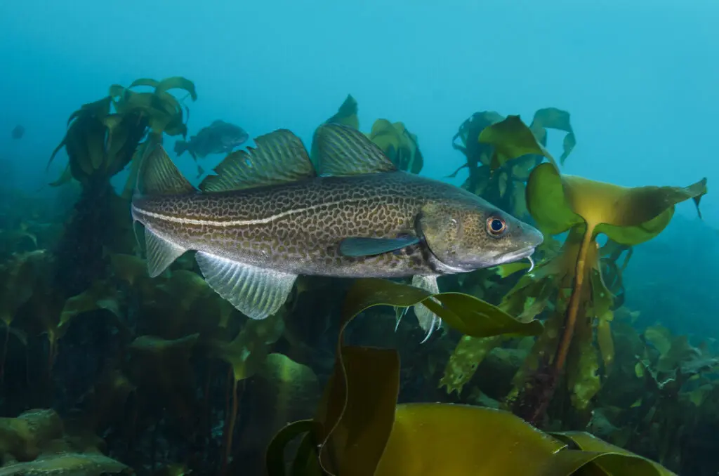 Os peixes que consumimos estão entre os principais engenheiros do fundo do mar