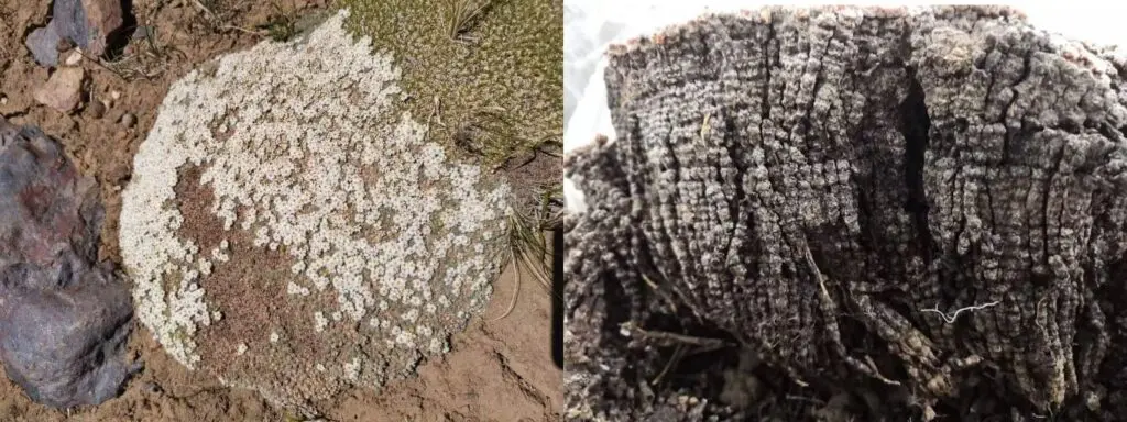 Esforços globais reduzem drasticamente o mercúrio na atmosfera 