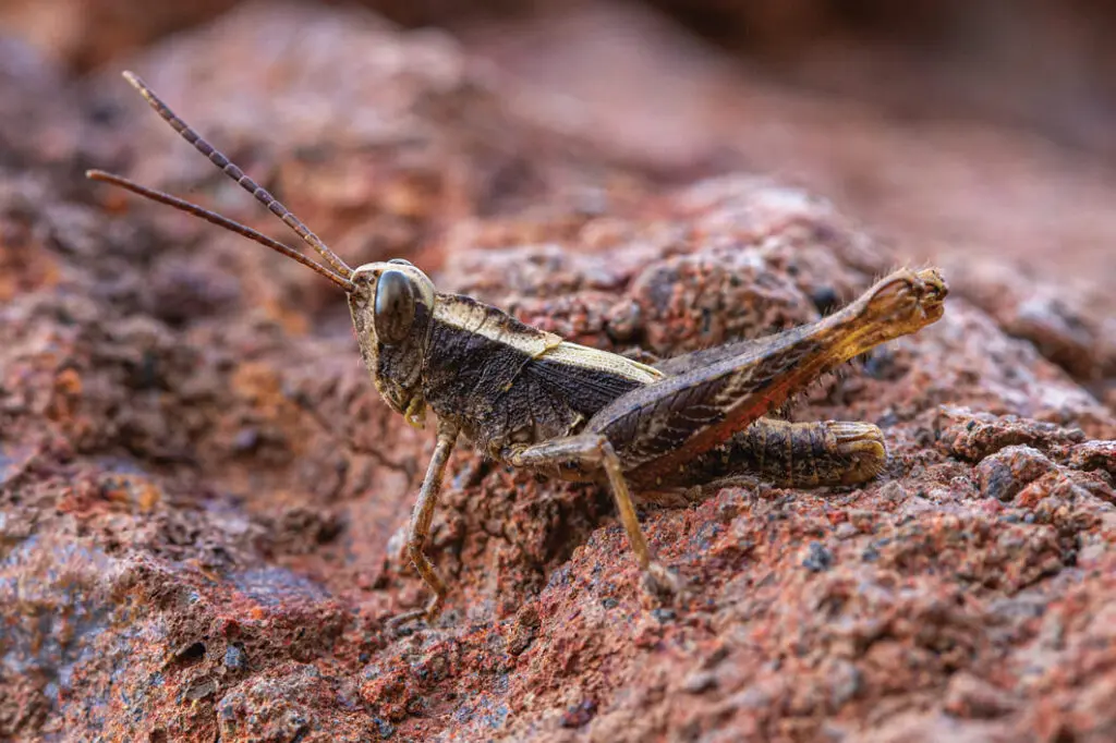 Gafanhoto Monte Gordo considerado extinto é descoberto na ilha de São Nicolau, Cabo Verde