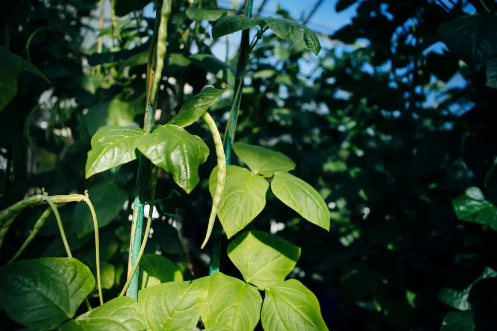 Açúcar, o termómetro que ajuda as plantas a crescer durante o dia