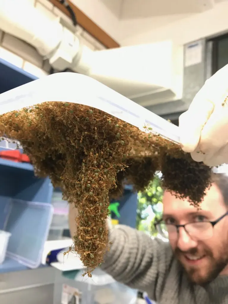 Formigas desvendam o segredo do trabalho em equipa, dando uma grande lição de recursos humanos