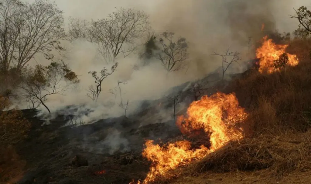Portugueses são dos que mais receiam incêndios florestais