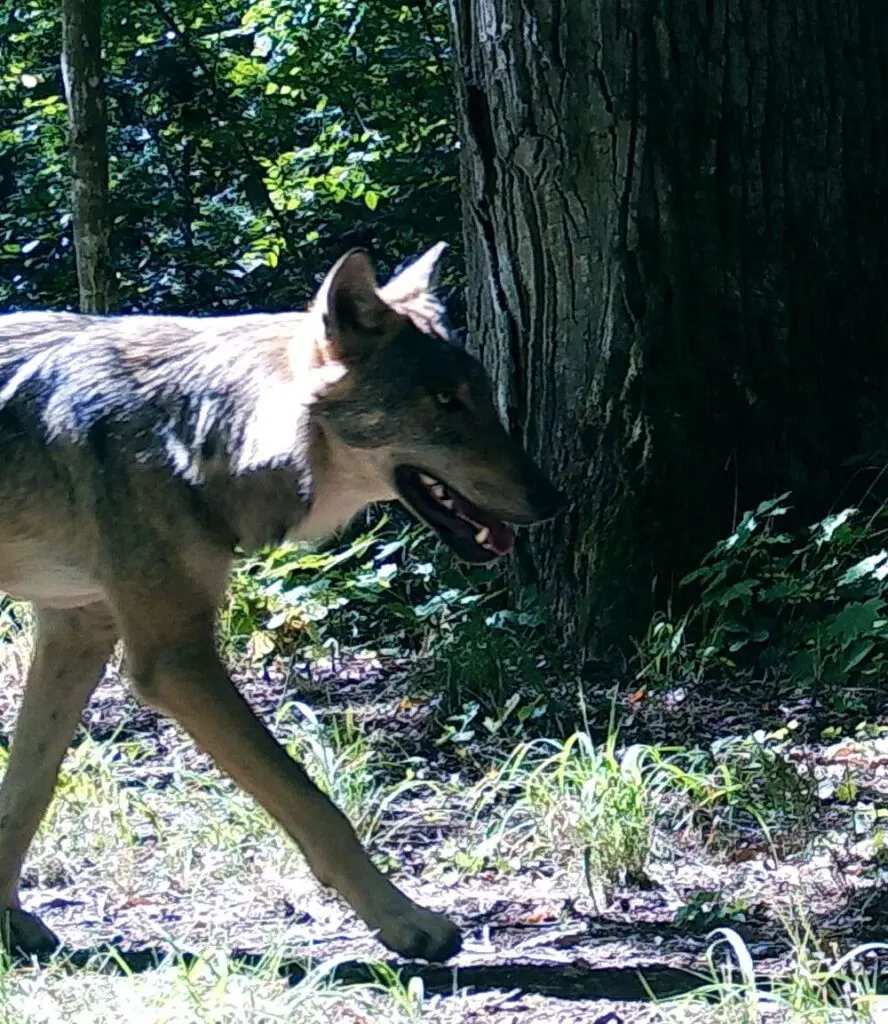 O “lobo mau” afinal tem medo: estudo revela que os lobos continuam a temer os humanos
