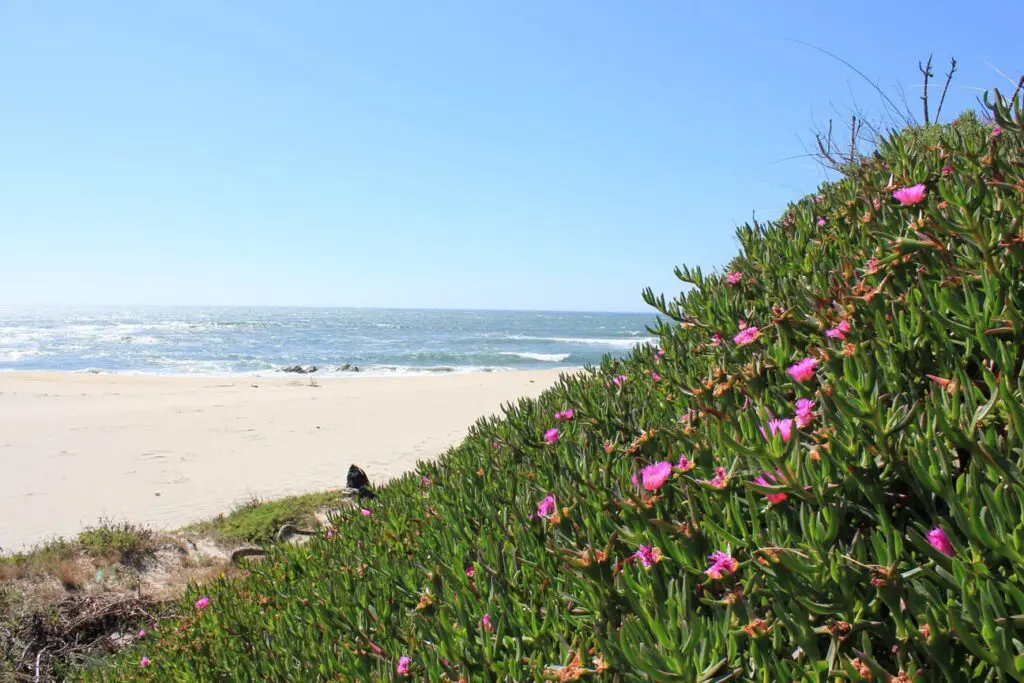 Fotografias do Instagram ajudam cientistas a seguir o rasto de planta invasora que ameaça ecossistemas costeiros