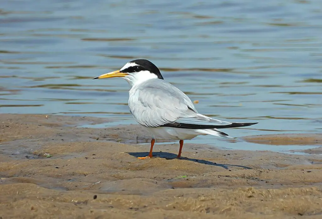 Projeto LIFE Ilhas Barreira recupera habitats e populações de aves na Ria Formosa