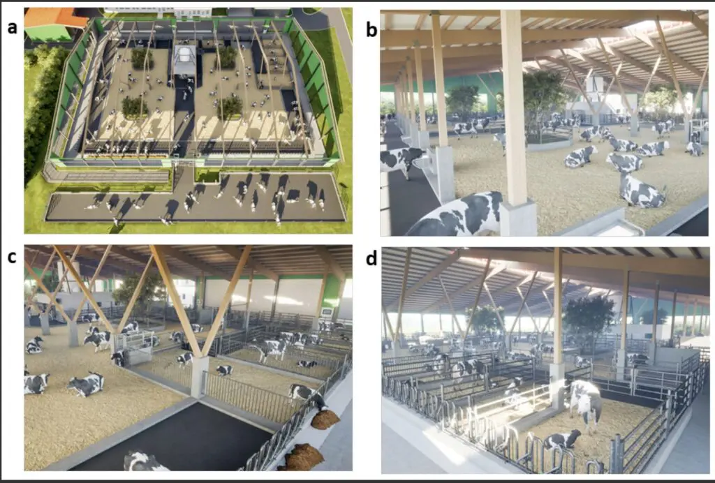 O “estábulo do futuro”: um novo conceito para vacas mais felizes e saudáveis