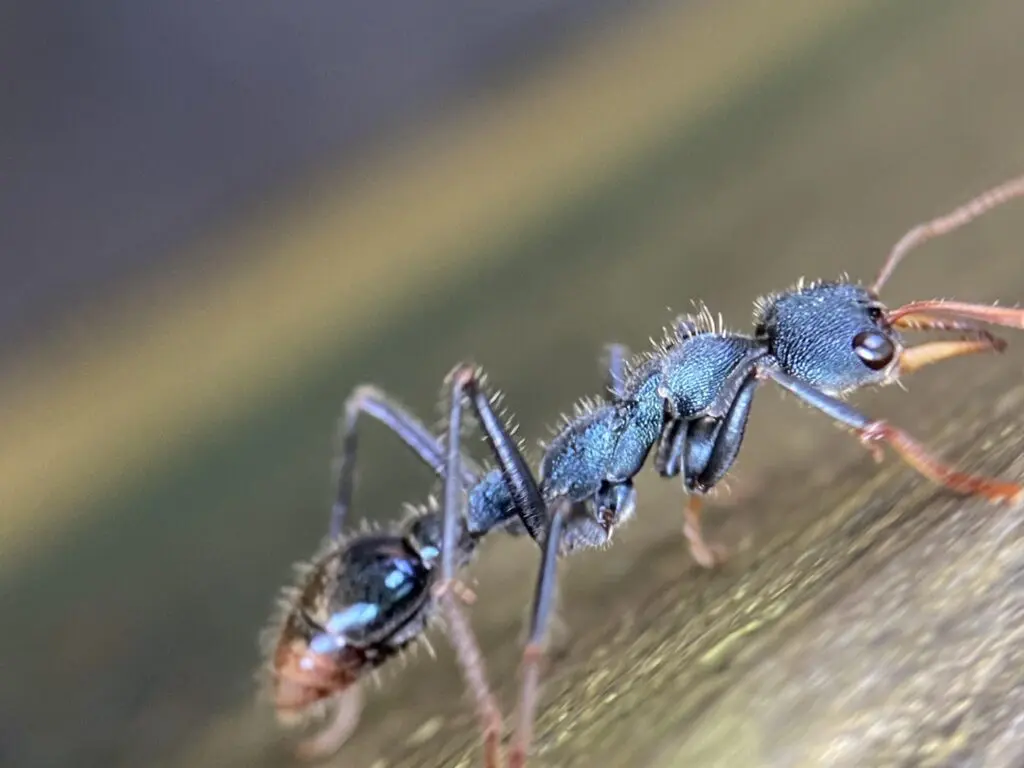 Formigas usam “bússola do luar” para se orientar na escuridão