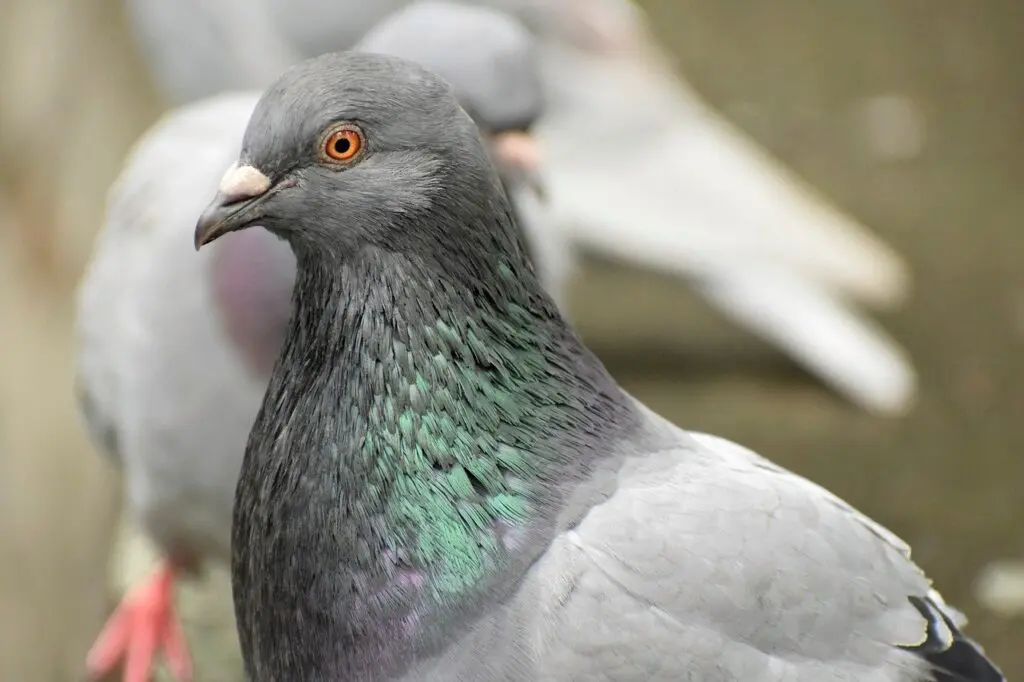 Pombos detetam campos magnéticos através do ouvido interno