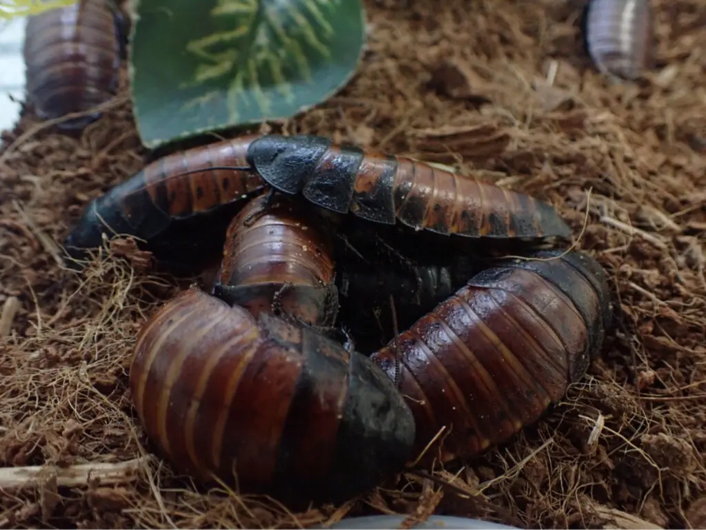 Quando o ar seca, baratas abraçam-se: estudo revela estratégia de sobrevivência