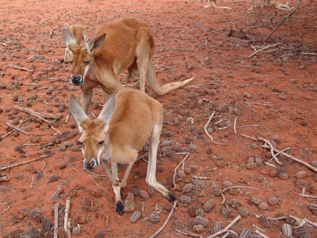 Fóssil revela como um “pequeno e resistente canguru” preparou o sucesso da espécie australiana