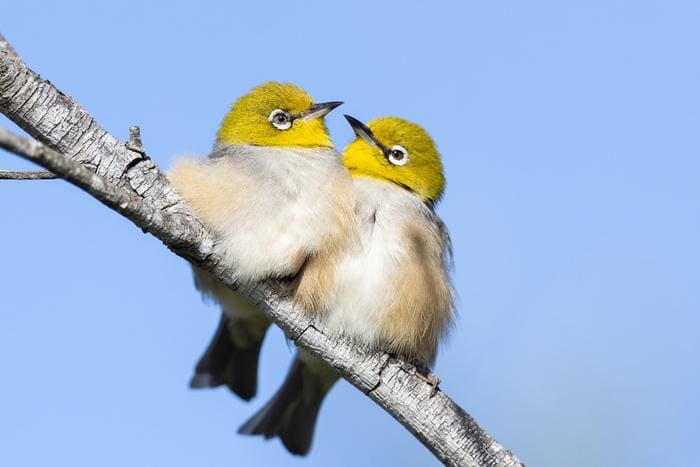 Cientistas usam radar meteorológico para mapear migração de aves na Austrália