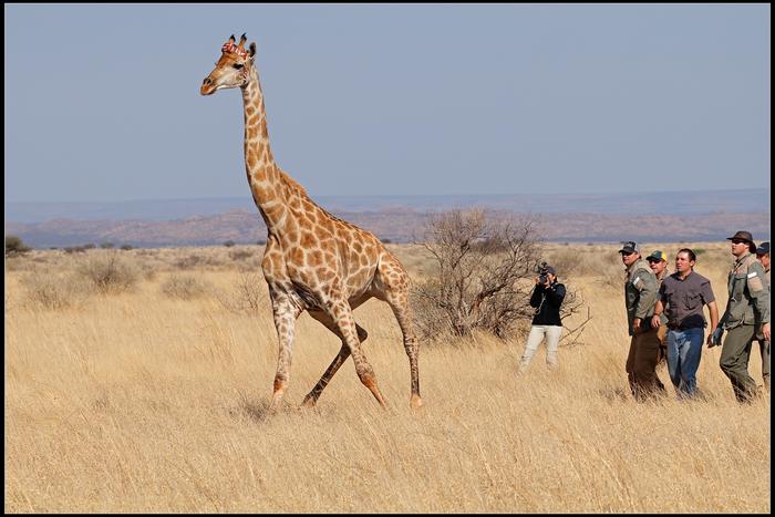 Girafa com um GPS na savana para ver o seu comportamento