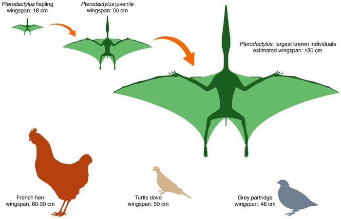 low res pterodactylus 1