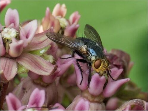 low res blue fly pollinating common milkweed sbg 4x3 white