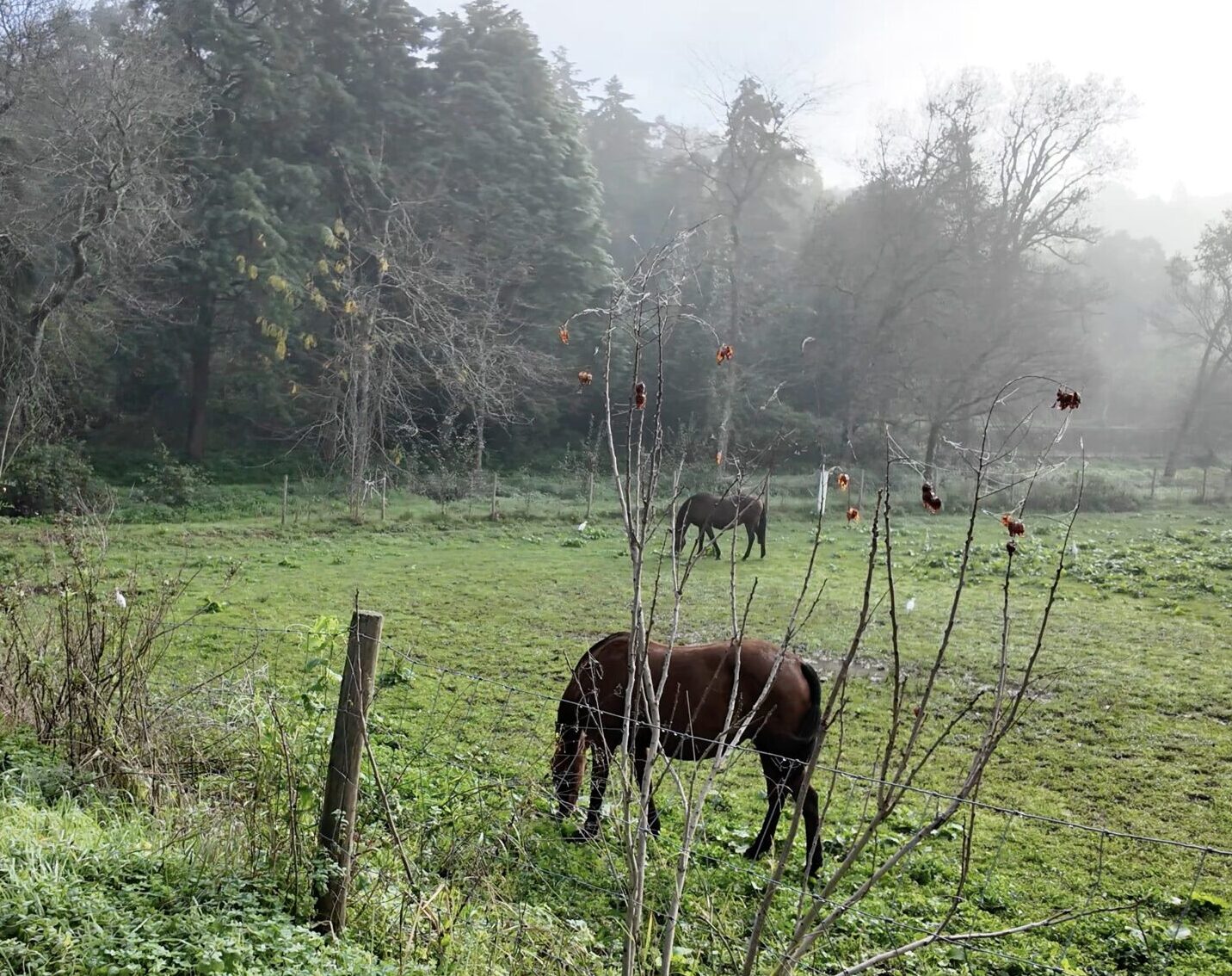 Cavalos zelam pela saúde mental e bem-estar de alunos do Politécnico de Coimbra