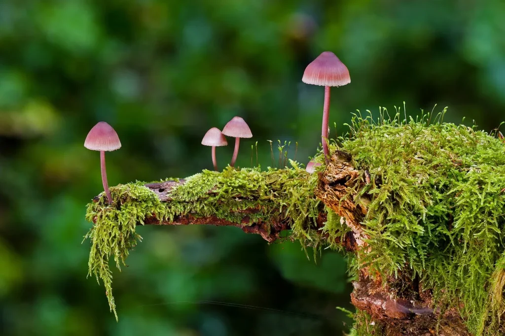 Cogumelos cor de rosa em cima de musgo