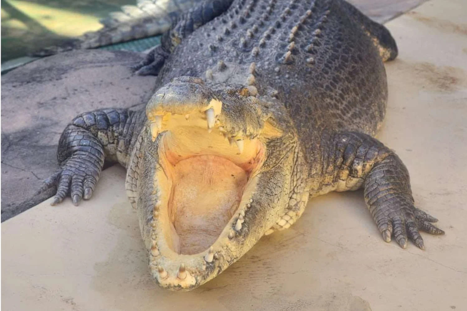 Foto: Burt, o famoso crocodilo do filme Crocodile Dundee