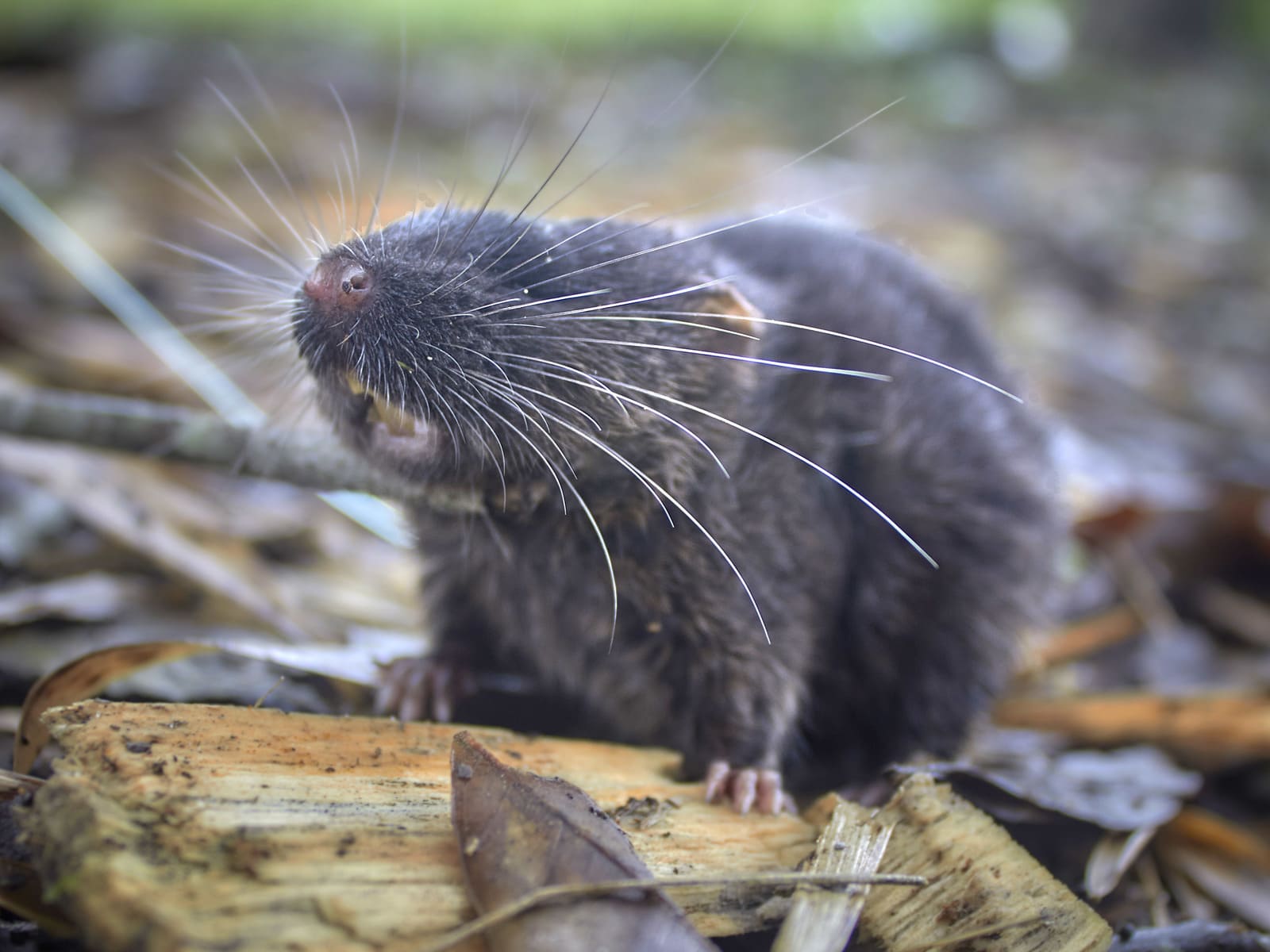 Foto: Rato Anfíbio	© Conservation International/photo by MarlonDag