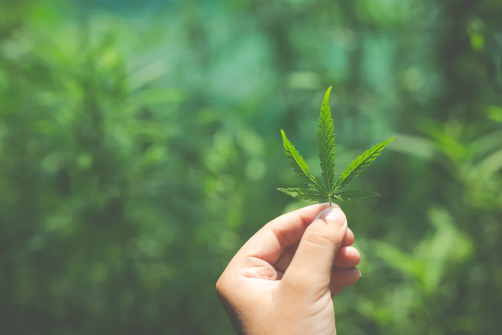 Folhas de marijuana na mão