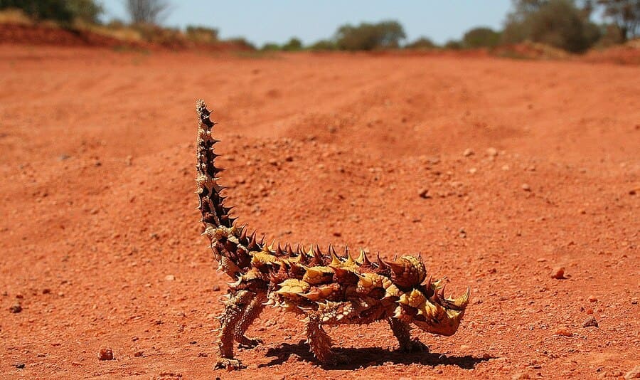 thorny devil@Wikipedia