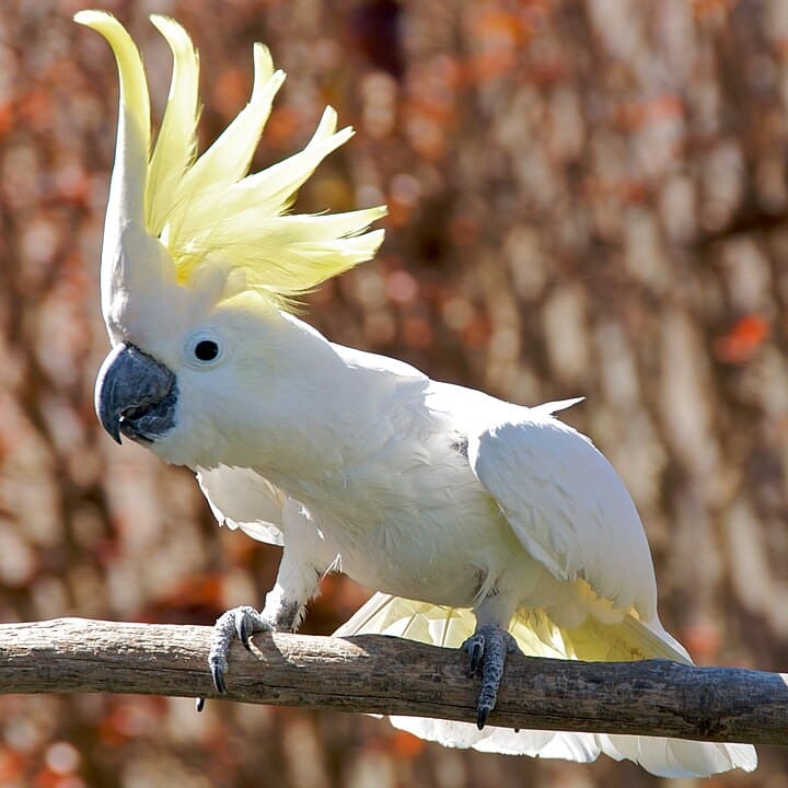 720px cacatua galerita perching on branch crest 8a 2c