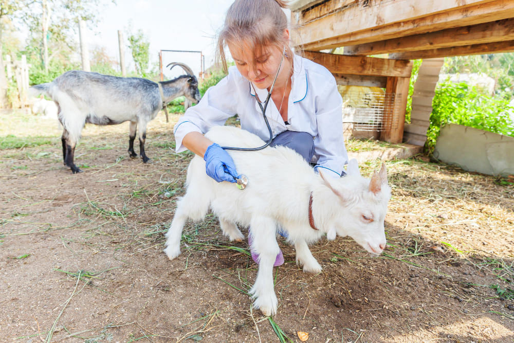 IA ajuda a detetar dor em cabras e pode vir a ajudar outros seres vivos, incluindo crianças e idosos