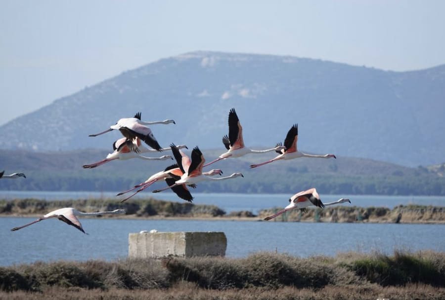 Flamingos na Lagoa Narta: a construção que está planeada para o aeroporto Vlora destruirá este paraíso natural na Albânia @PPNEA