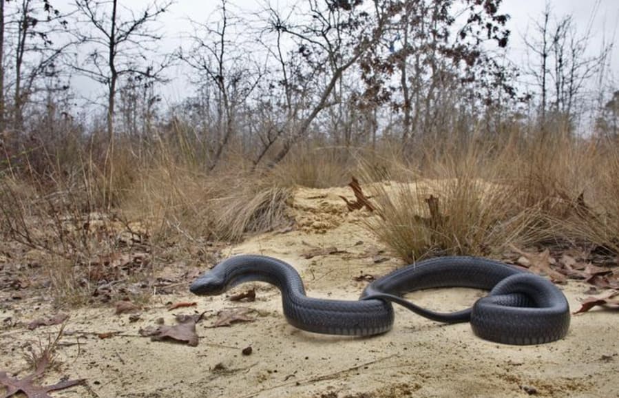 Serpente índigo oriental pousada em solo castanho rodeada de arbustos  e árvores nuas. Foto:Cortesia Ben Stegenga