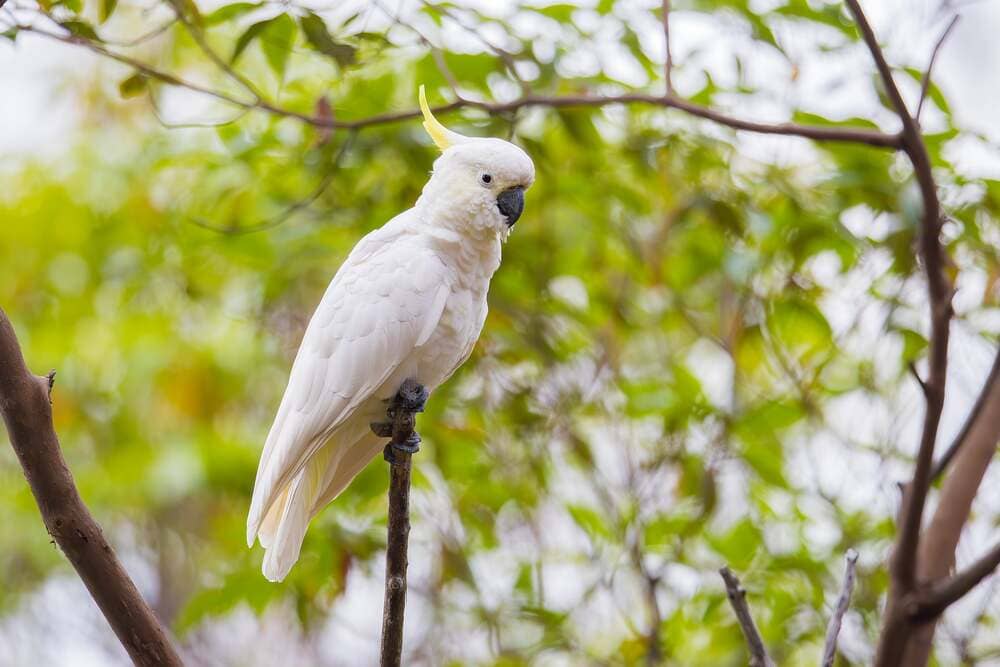 Foto: Mathew Kwan — Catatua Australia