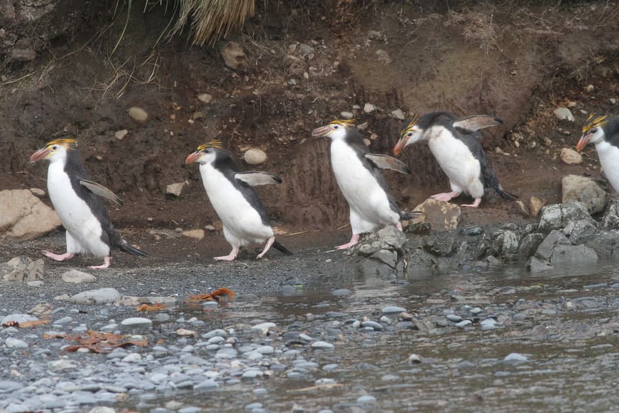 royal penguin, macquarie island, australia hwi 5.2 (1)