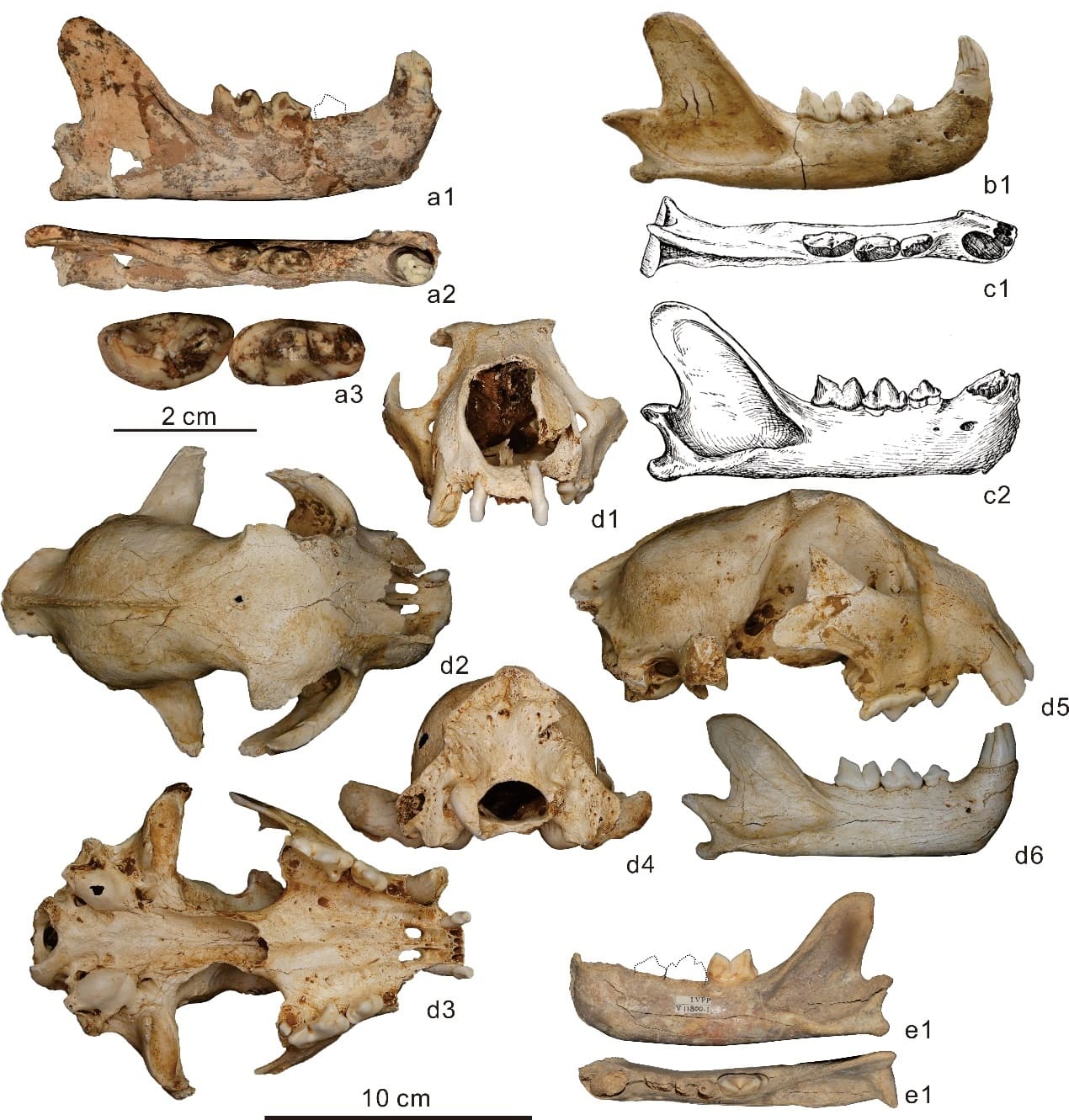 Leopardos-das-neves fósseis da Eurásia. a. Panthera aff.pyrenaica, IVPP V31895, Longdan, Bacia de Linxia, Nordeste do Tibete, China; b. Panthera pyrenaica, E14-EFNI-1001, Gruta de Arago, Sudeste de França; c. Panthera aff. uncia, Zhoukoudian Loc. 3, Pequim, China; d. Panthera lusitana sp. nov., MG1355.0001-0002, Manga Larga, Portugal; e. Panthera uncia, IVPP V11800.1, Gruta de Niuyan, Pequim, China.