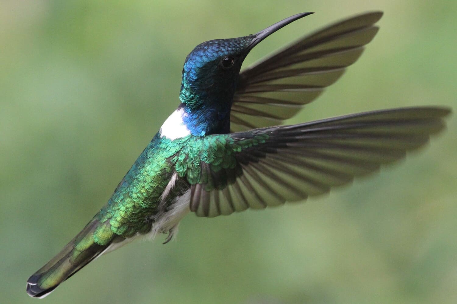 White-necked-Jacobin-Colombia