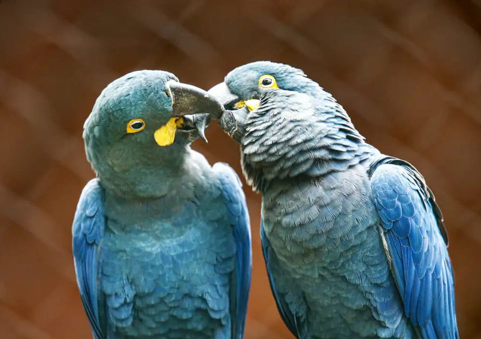 Arara Azul de Lear @ Foto: Paulo Pinto, Agência Brasil