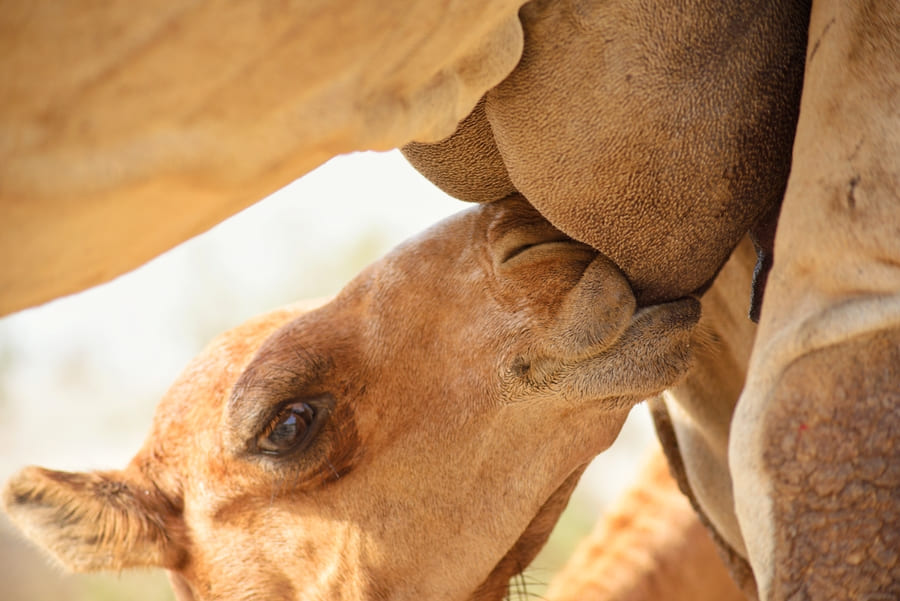 camel calf drinking fresh milk from mama in the de 2023 11 27 04 58 55 utc (1) (1)