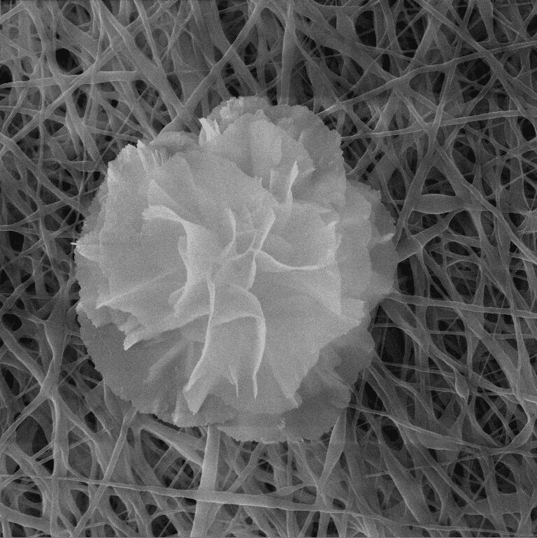 013125 antibiofilm nanoflowers individual
