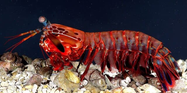 1280px odontodactylusscyllarus2