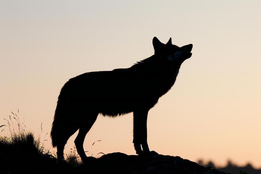 silhouette wolf rock sunset wild (1)