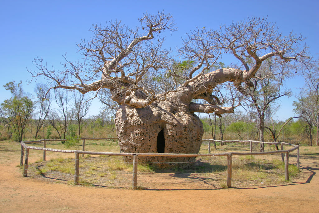 boabprisontree