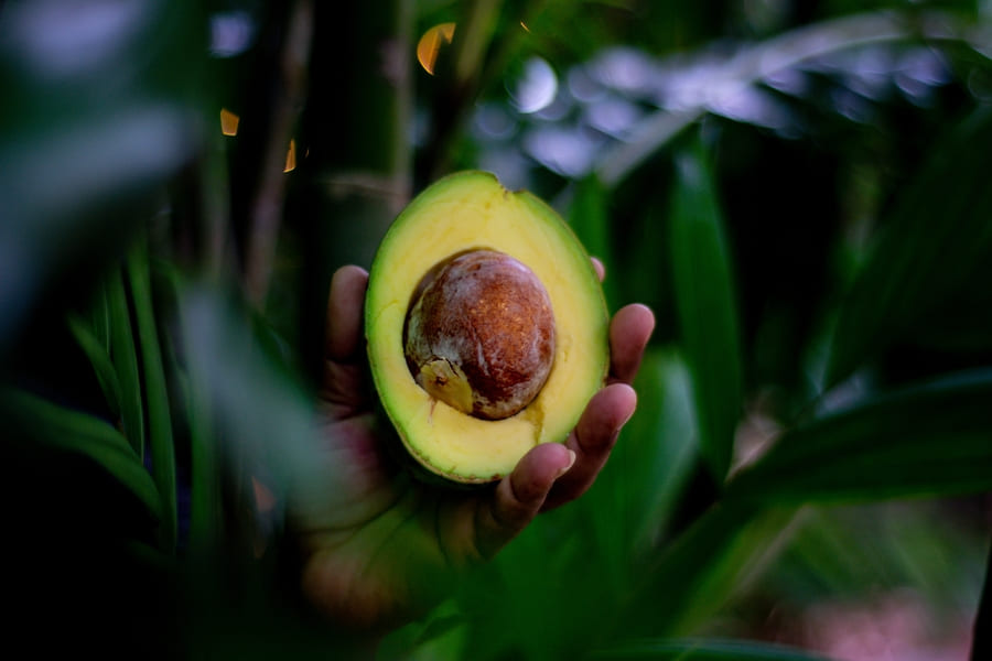 an avocado half coming out of the greenery of the 2024 12 04 07 45 48 utc (1) (1)