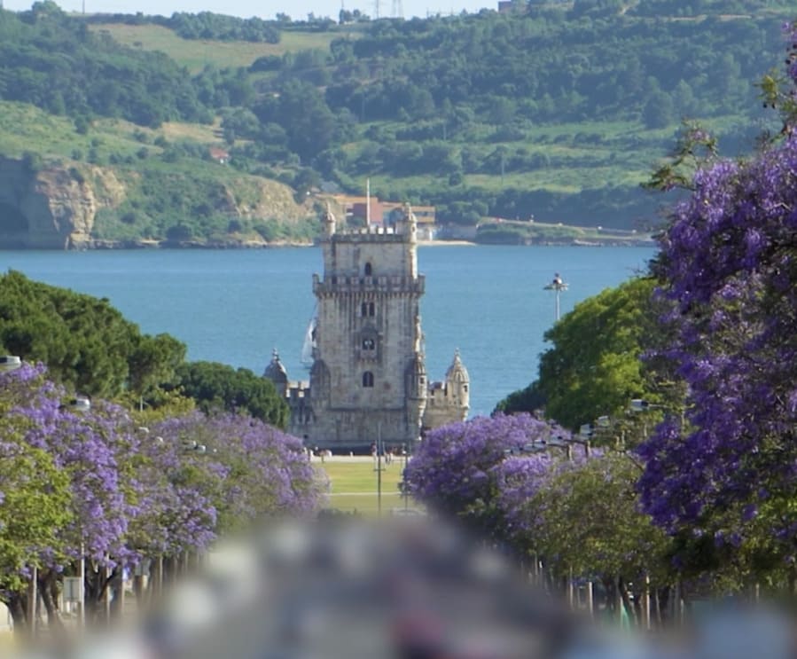 jacarandasbelem (1) (1)