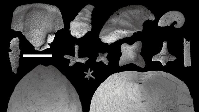 Pequenos fósseis, grandes descobertas: cientistas revelam novas pistas sobre a vida oceânica primitiva