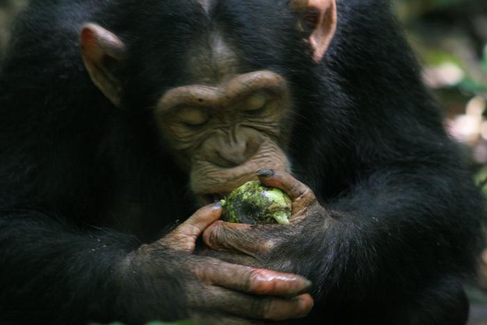 Cientistas descobrem que chimpanzés conseguem tomar decisões racionais – estudo