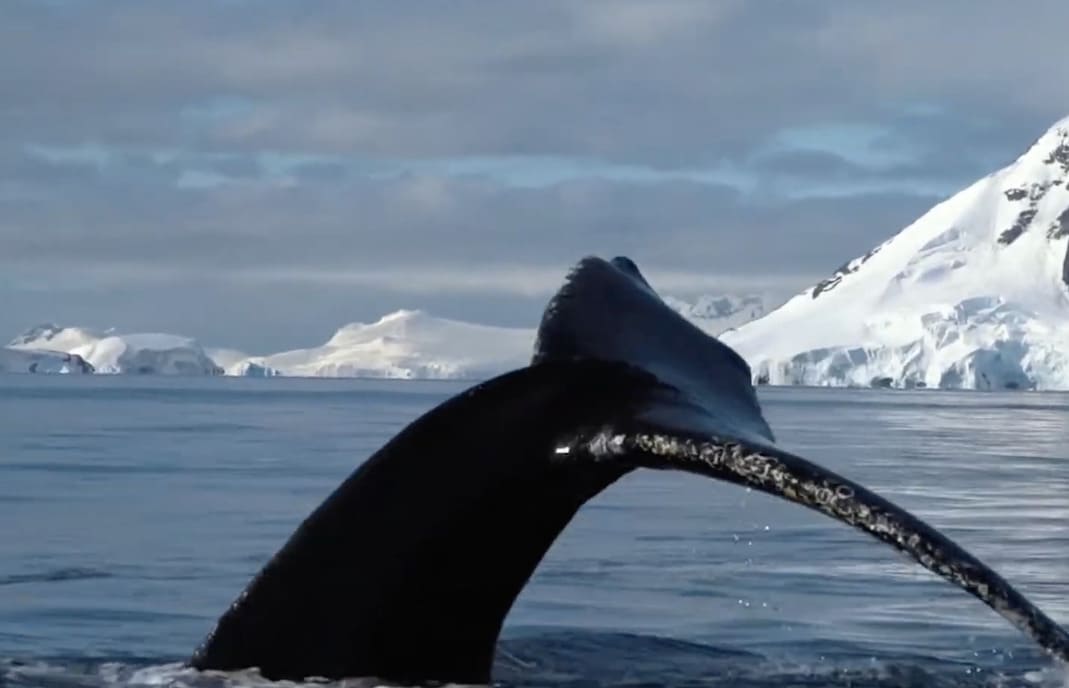 O gelo marinho da Antártida surge como um importante preditor do aquecimento acelerado dos oceanos